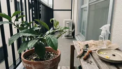 レモンの木にカマキリを見つけたら:益虫の実力と「任せきり」にしないコツ