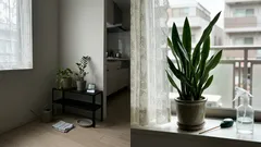 暗い部屋の隅の観葉植物が育たない理由：低照度でも元気に見せる選び方と置き方