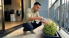 カモミールティースプレーは本当に役立つ？家庭菜園での効果の根拠と限界、失敗しにくい使い方