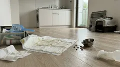 「助けたい」が苦しさに変わる前に:多頭飼育崩壊(ノエ症候群)のサインと周囲ができる現実的な一歩