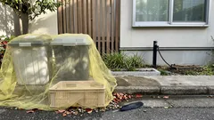 昼間に聞こえるカラスの鳴き声には理由がある:家の周りで起きている「連絡」を読み解く