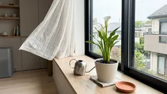 窓辺に白いカラーを飾ると、部屋の空気が整う？風水の置き場所ときれいに咲かせるコツ