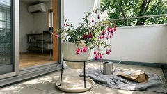 風に揺れるフクシア・マゼラニカ:半日陰で育てる8つのコツ